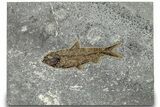 Detailed Fossil Fish (Knightia) - Wyoming #314002-1